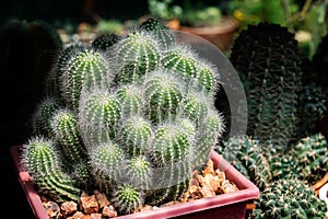 Mini cactus in house collections