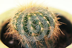 Mini Cactus Macro