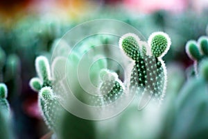 Mini Cactus with Mickey Mouse Shape