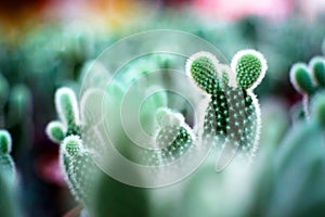 Mini Cactus with Mickey Mouse Shape photo