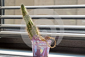 Mini cactus in a pink decorative vase standing in the sunlight from the window behind the blinds