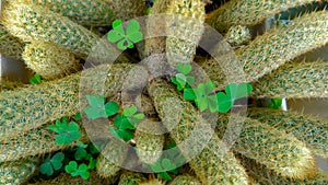 Mini Cactus Plant Of The Mammillaria Elongata Type, Seen From Above