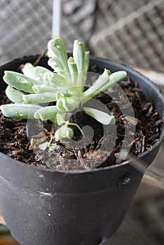 Mini cactus plant with very small leaves and grows in fertile soil with water dew droplets on its leaves. This photo is very suita