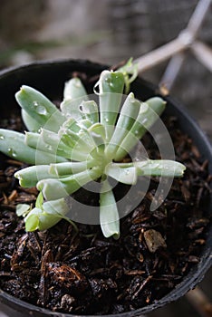 Mini cactus plant with very small leaves and grows in fertile soil with water dew droplets on its leaves. This photo is very suita