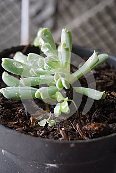 Mini cactus plant with very small leaves and grows in fertile soil with water dew droplets on its leaves. This photo is very suita