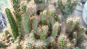 Mini cactus plants that can live in tropical climates, their unique shape makes many devotees in Indonesia.