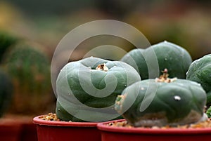 Mini cactus plants in red pot is Astrophytum asterias is a species of cactus plant in the genus Astrophytum at cactus farm Tropica