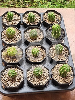 Mini Cactus Plants / Tanaman Kaktus