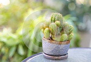 Mini cactus in pot, home garden, Idea for small area home or office