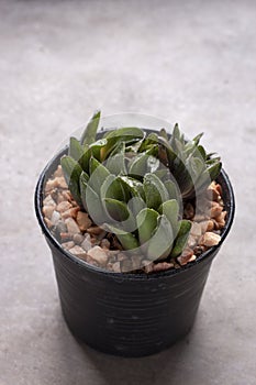 Mini cactus in pots