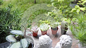 Mini cactus succulent plants on rustic wooden table at exterior green scenery