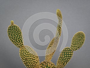 Mini cactus suculent on a grey backround