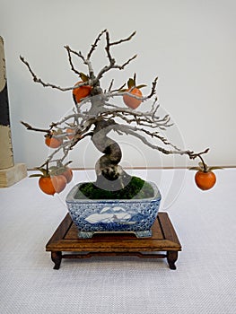 Mini Caqui bonsai in pot on wooden table photo