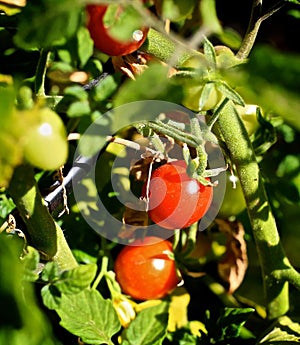 Mini cherry tomatoes vine