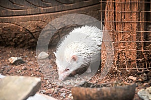 The mini cinnicot porcupine