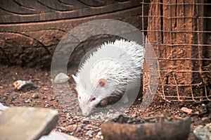 The mini cinnicot porcupine