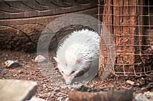 The mini cinnicot porcupine