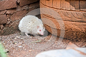 The mini cinnicot porcupine