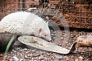 The mini cinnicot porcupine