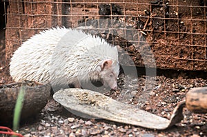 The mini cinnicot porcupine