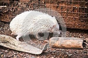 The mini cinnicot porcupine