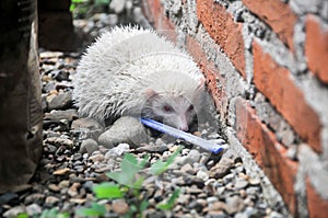 The mini cinnicot porcupine