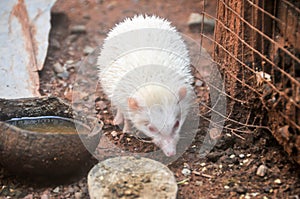 The mini cinnicot porcupine