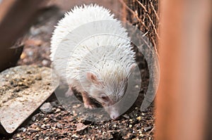 The mini cinnicot porcupine