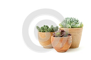 Mini clay pot of succulent