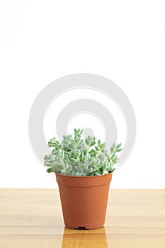 Mini Crassula Succulent Flowering Plants Pot