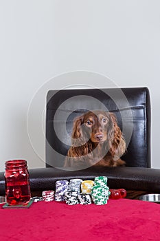 Mini dachshund poses in front of poker chips