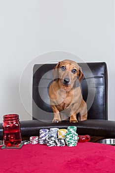 Mini dachshund poses in front of poker chips