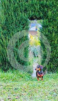 mini dachshund puppies in nature background. in a park with hedge background. wearing harness