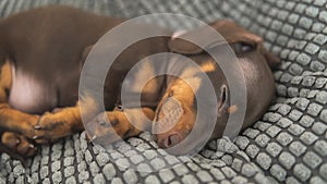 Mini dachshund puppy looking cute and sleeping