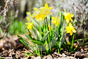 Mini dafodill in bloom, spring is here