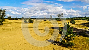 The mini desert of Beekhuizerzand on the Veluwe in the Netherlands