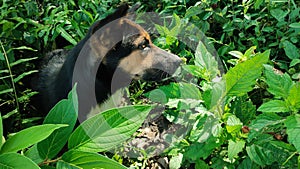 Mini dog staring at something in the bushes