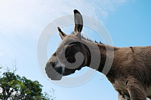 Miniature donkey head with blue sky background closeup