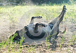 Mini donkey rolling in dust bath