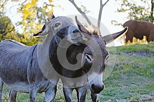 Mini Donkey whispers in friends ear