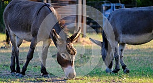 Mini donkeys grazing