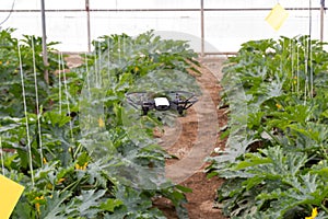 Mini drone flying in a greenhouse on a zucchini crop