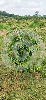 A Mini Durian Fruit Tree From Indonesia