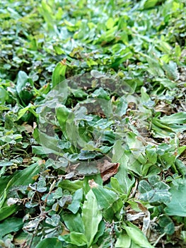 mini elephant grass growing in the park