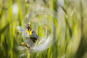 Mini fairy selfportrait on dandelion