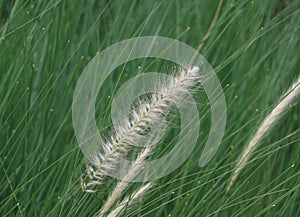 Mini flower grass moving by the wind blowing and green background