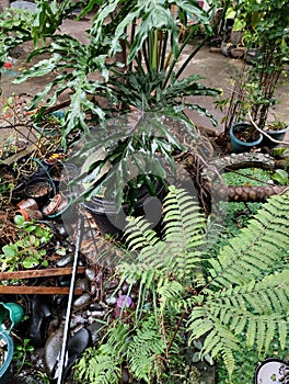 Mini garden with fish pond