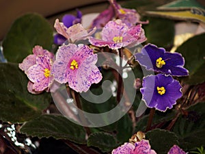 Mini garden with fortunes and violets.