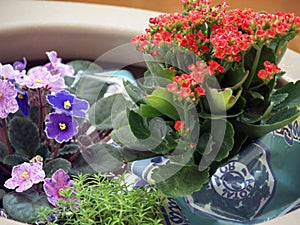 Mini garden with fortunes and violets.