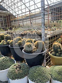 mini garden house of cactus
